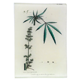 Hemp - FINAL SALE