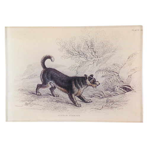 Scotch Terrier - FINAL SALE