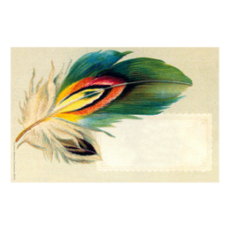 Pheasant Feather