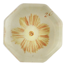 Auricula #28 - FINAL SALE
