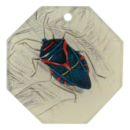 Shield Bug - FINAL SALE