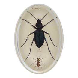 Ground Beetle - FINAL SALE