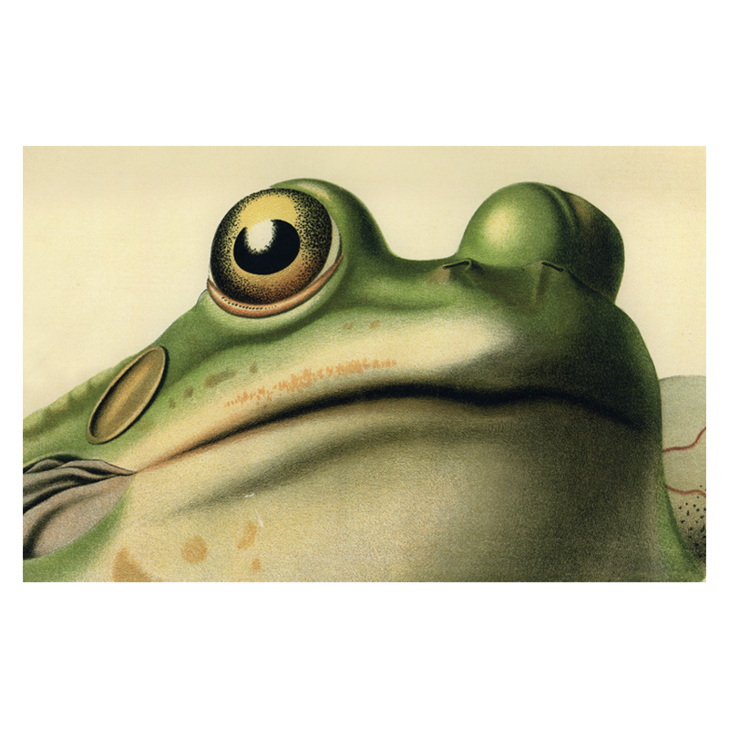 Frog Close-Up