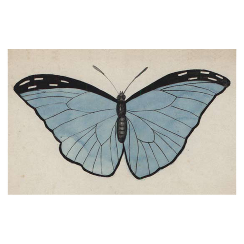 Pale Blue Butterfly