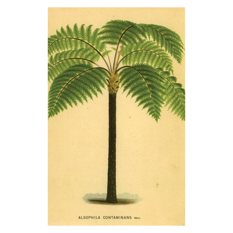 Palm