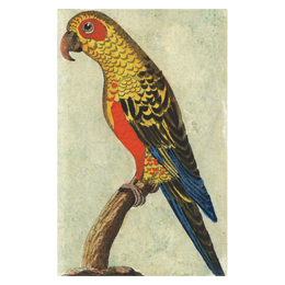 Tropical Bird (Parrot)