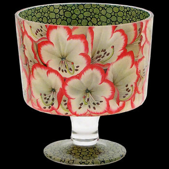 Rhododendron Neige & Cerise