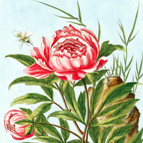 Peony Silk Scarf from the John Derian picture book