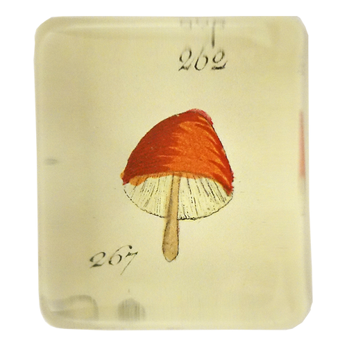 Orange Mushroom - FINAL SALE