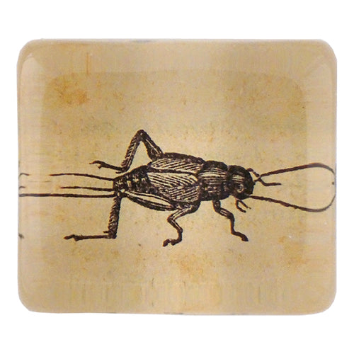 Cricket (Poetry) - FINAL SALE