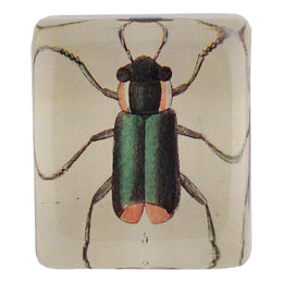 European Beetle - FINAL SALE