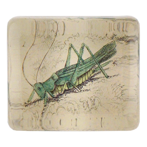 Grasshopper (140)