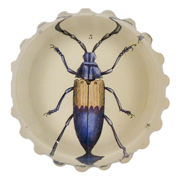 Blue Beetle (Desmocerus cyaneus)