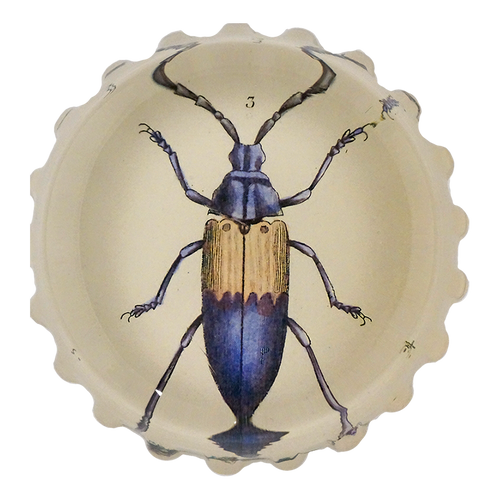 Blue Beetle (Desmocerus cyaneus)
