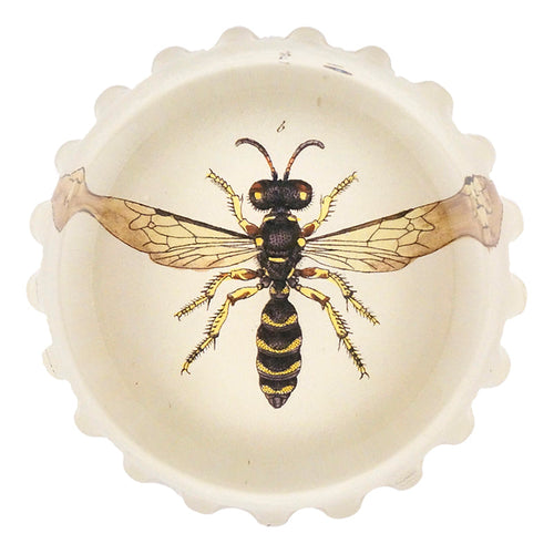 Philanthus (Beewolf) - FINAL SALE