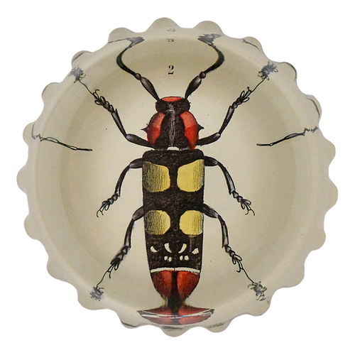 Red & Yellow Beetle (Lamia Formosa)