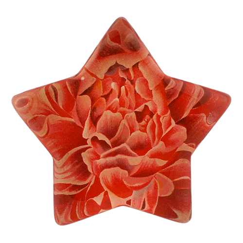 Paeonia - FINAL SALE