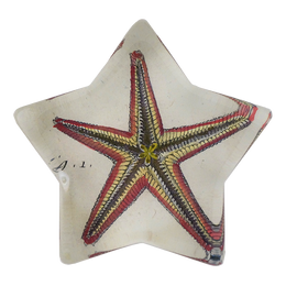 Starfish Fig. 1 - FINAL SALE