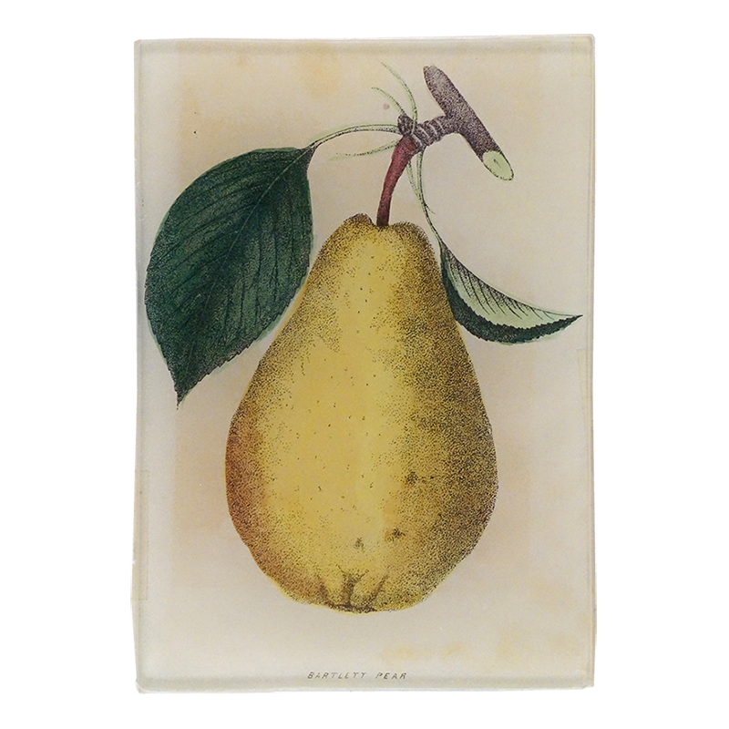 Bartlett Pear — John Derian Company Inc