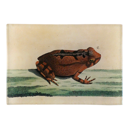 Bufo Toad