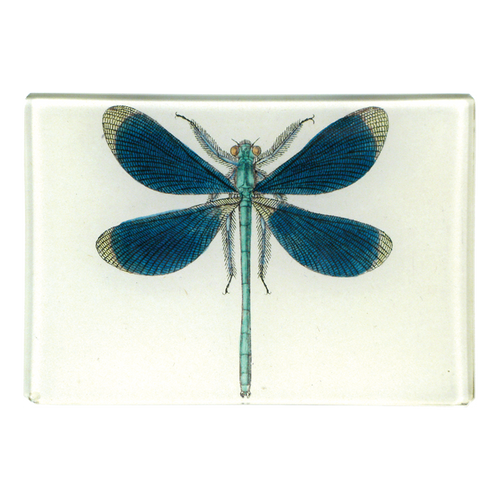 Dragonfly Pin-Up