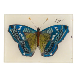 Blue Butterfly Fig. 3