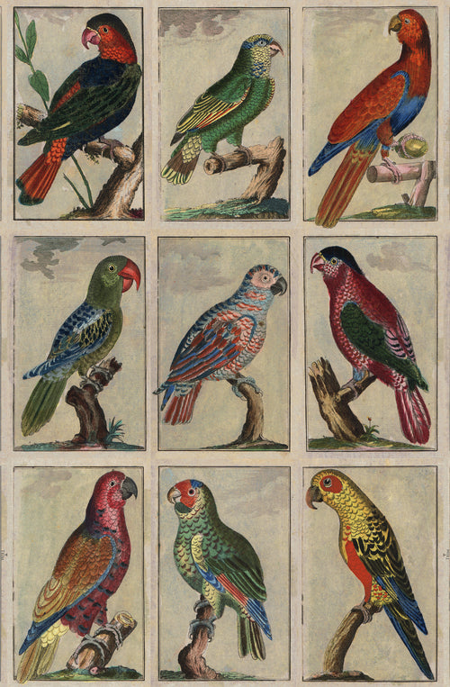 Tropical Birds - Original
