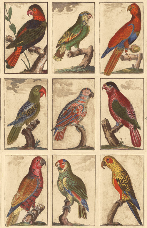 Tropical Birds - Parchment