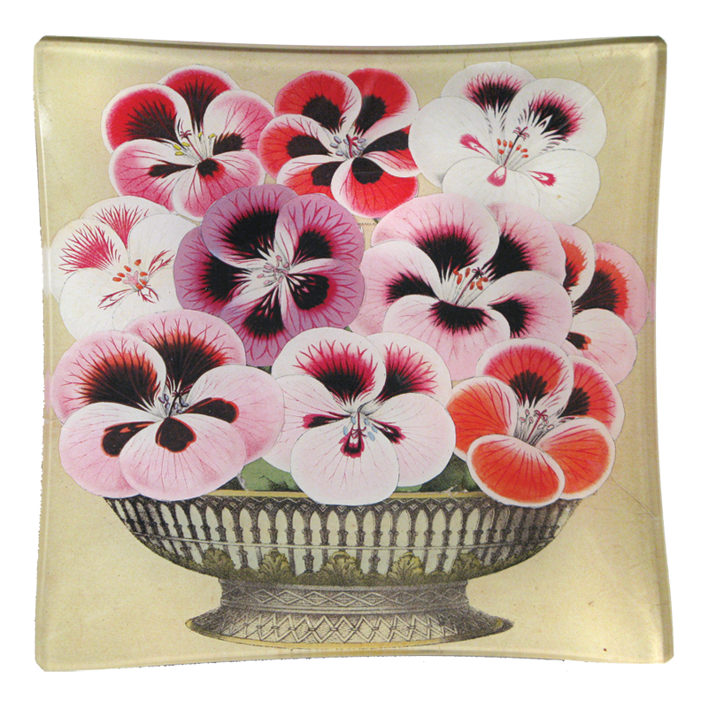 Pansy