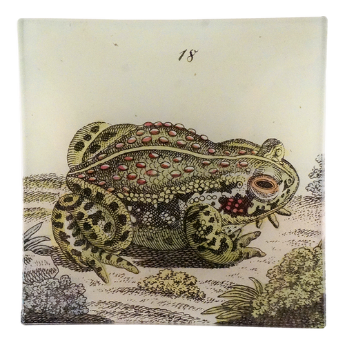 Frog #18