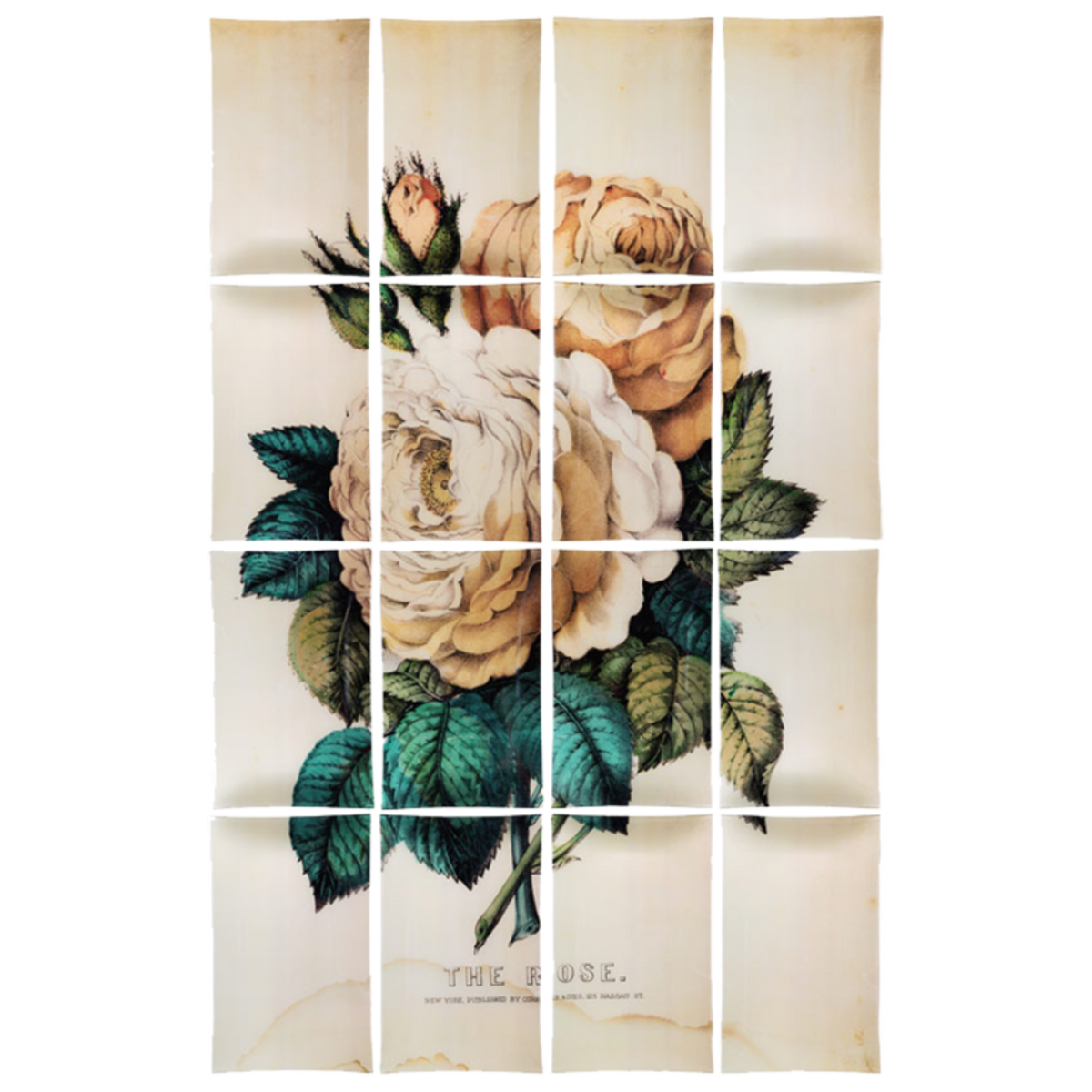 Rose (16 Pieces)