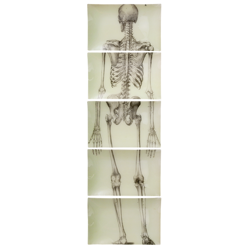 Skeleton, Back View (5 Pieces)