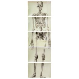 Skeleton, Front View (5 Pieces)