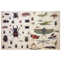 Insects wrapping paper containing a Roll of five Sheets