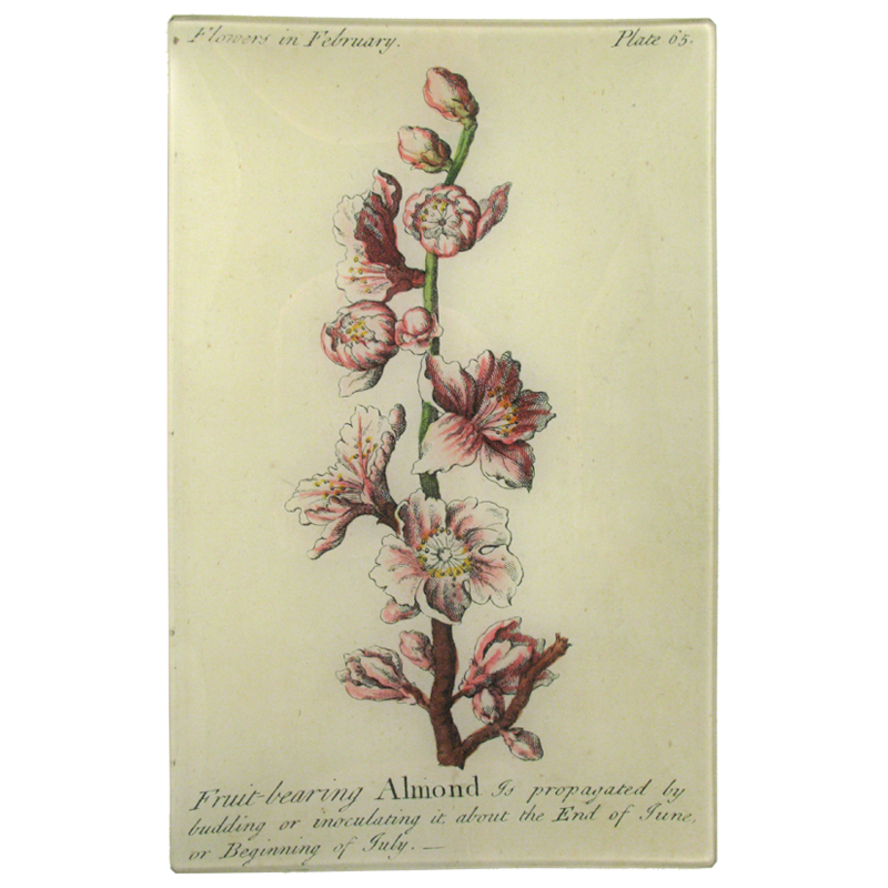 Almond (Floral)