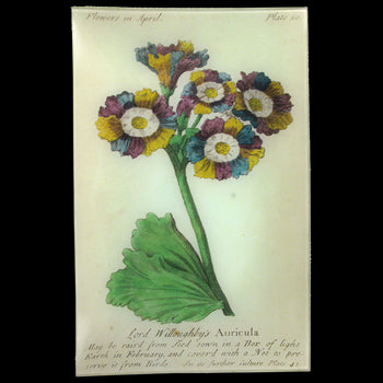 A rectangle handmade decoupage sale item titled Auricula (Floral)