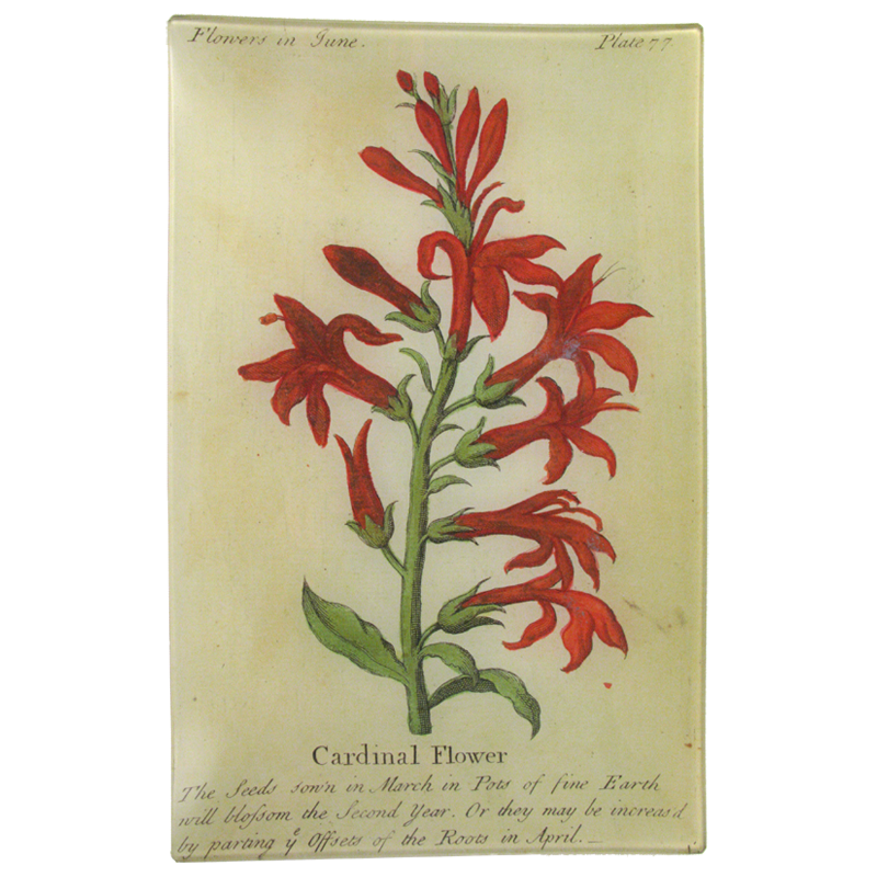 Cardinal Flower (Floral)