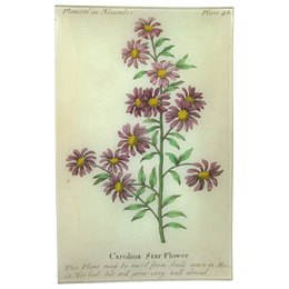 Carolina Starflower (Floral)