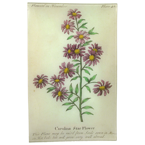 Carolina Starflower (Floral)