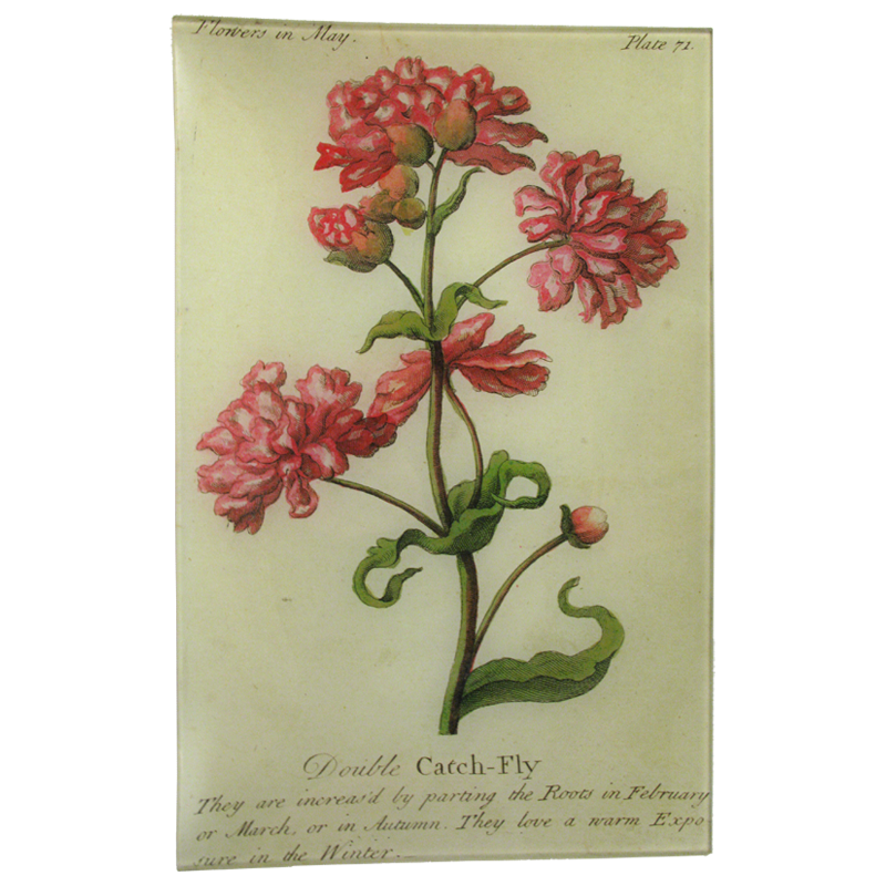 Double Catch-Fly (Floral)