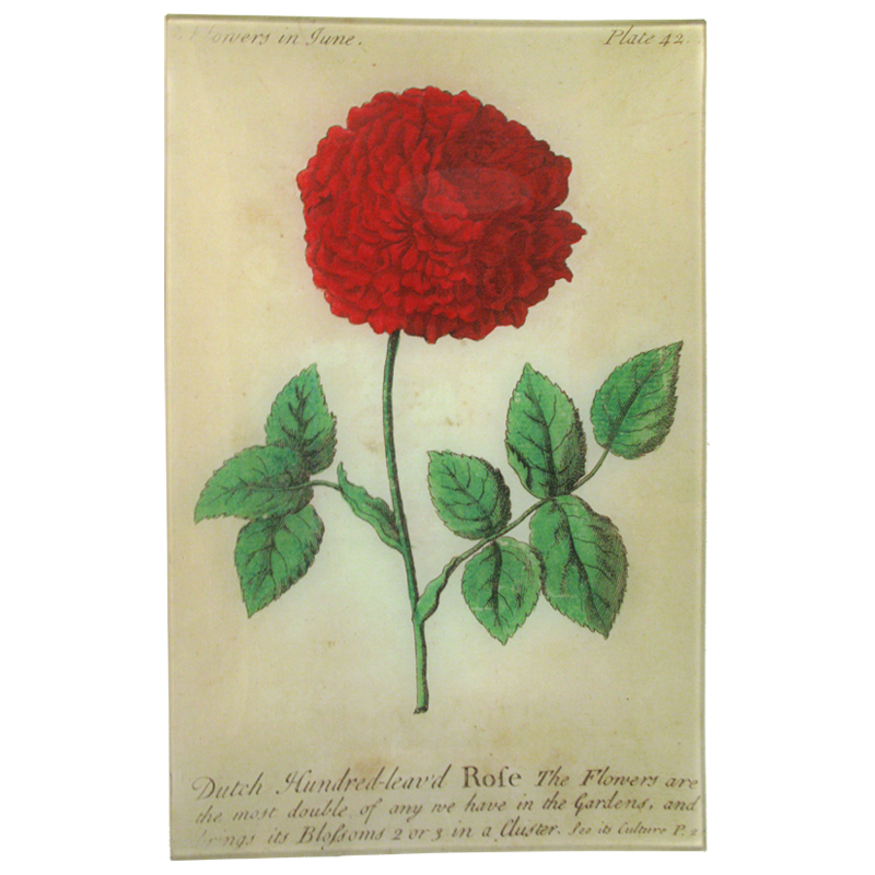 Dutch Rose (Floral)
