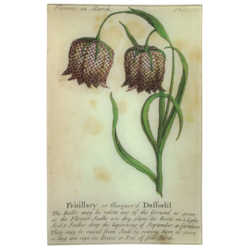 Fritillary Daffodil (Floral)