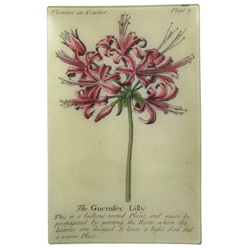 Guernsey Lily (Floral)