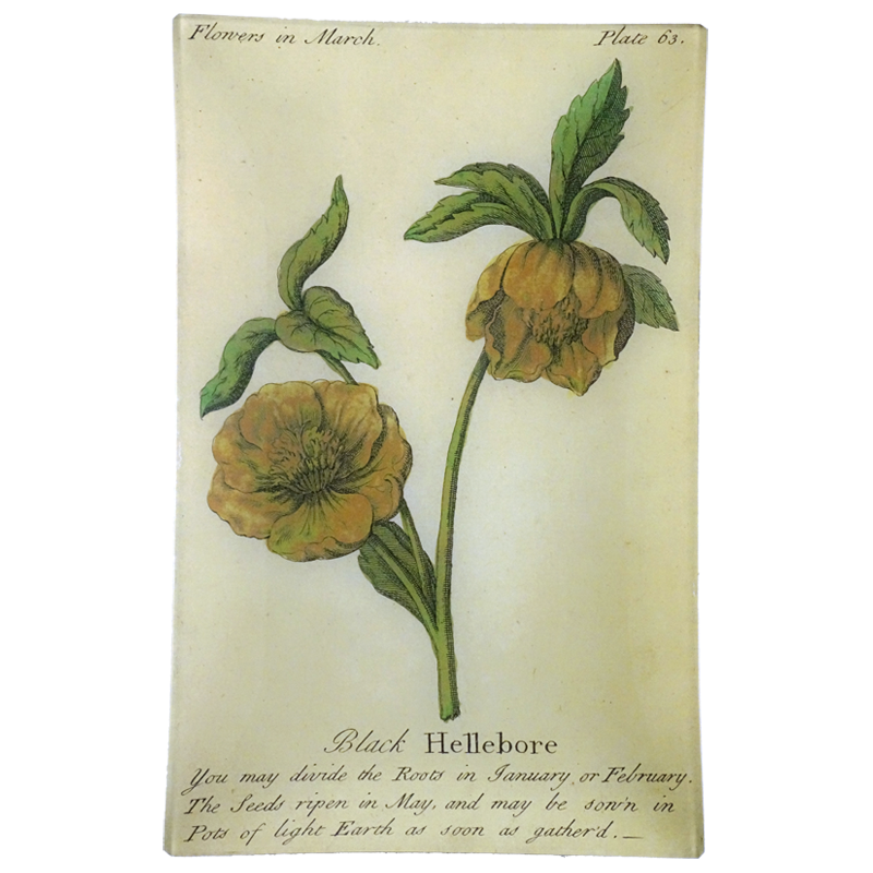 Black Hellebore (Floral)