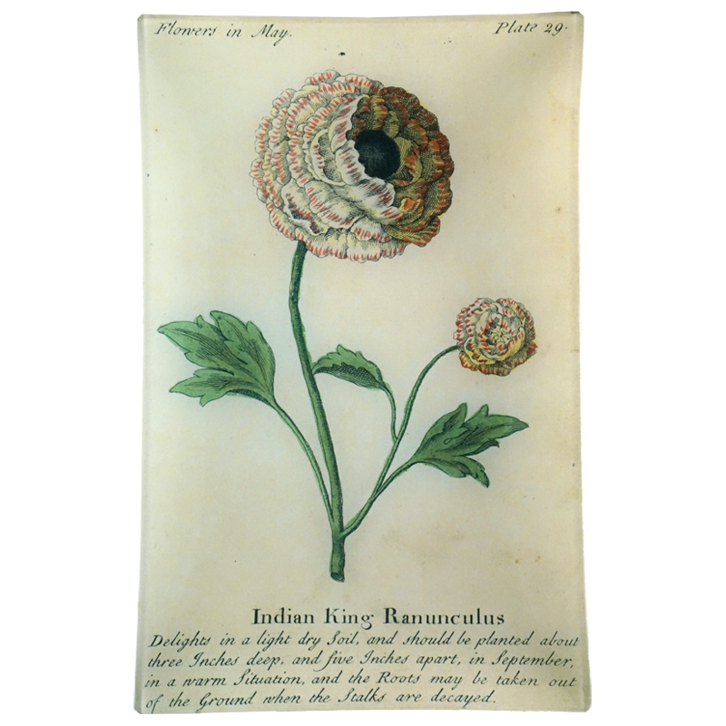 Indian King Ranunculus (Floral)