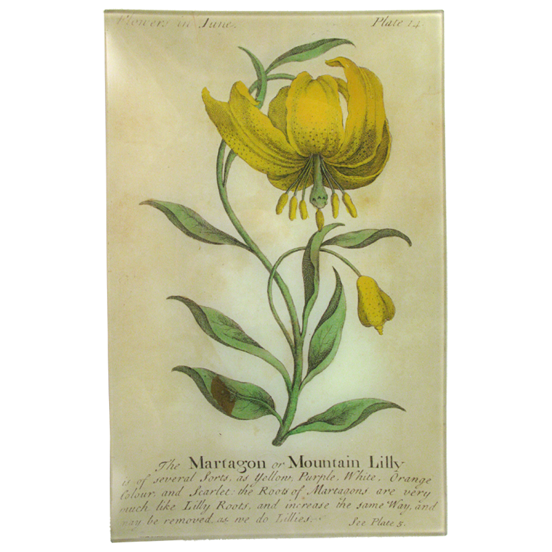 Mountain Lily (Floral)