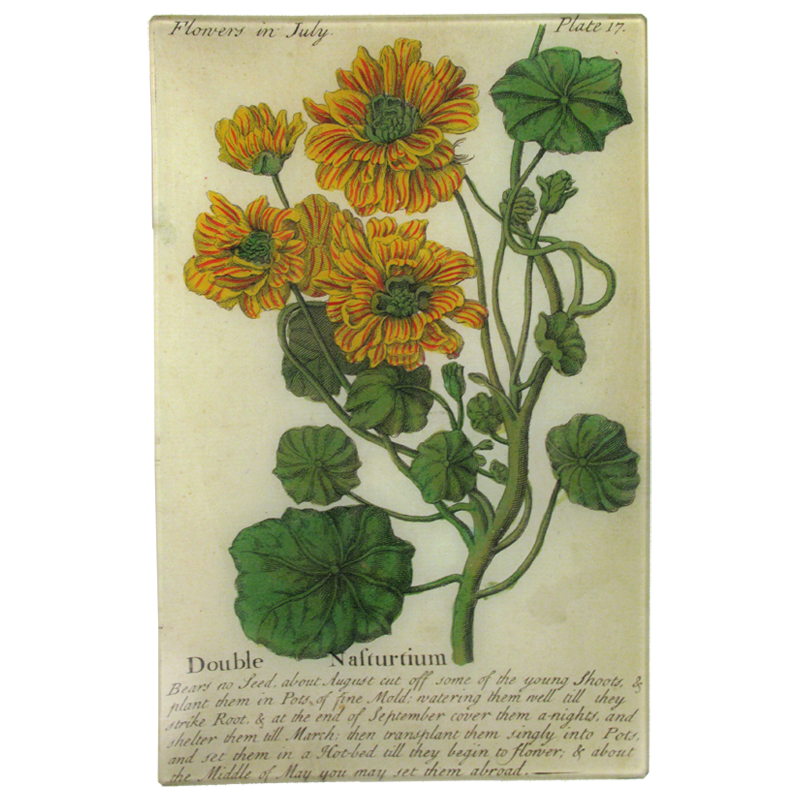 Nasturtium (Floral)