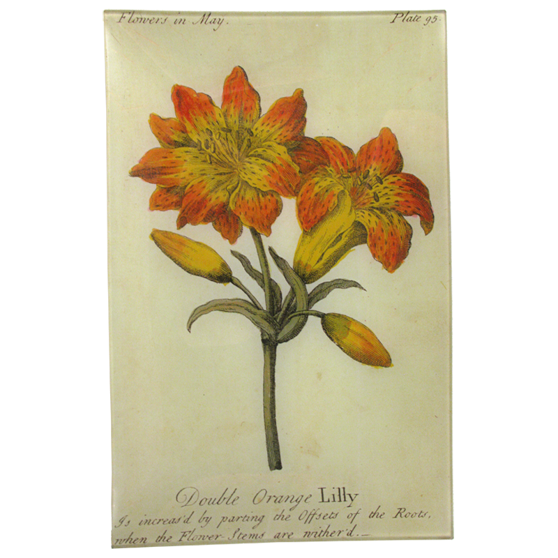 Double Orange Lily (Floral)