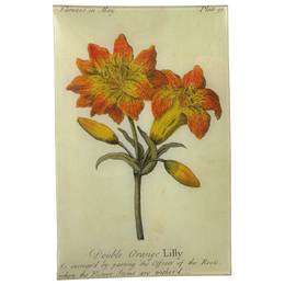 Double Orange Lily (Floral)