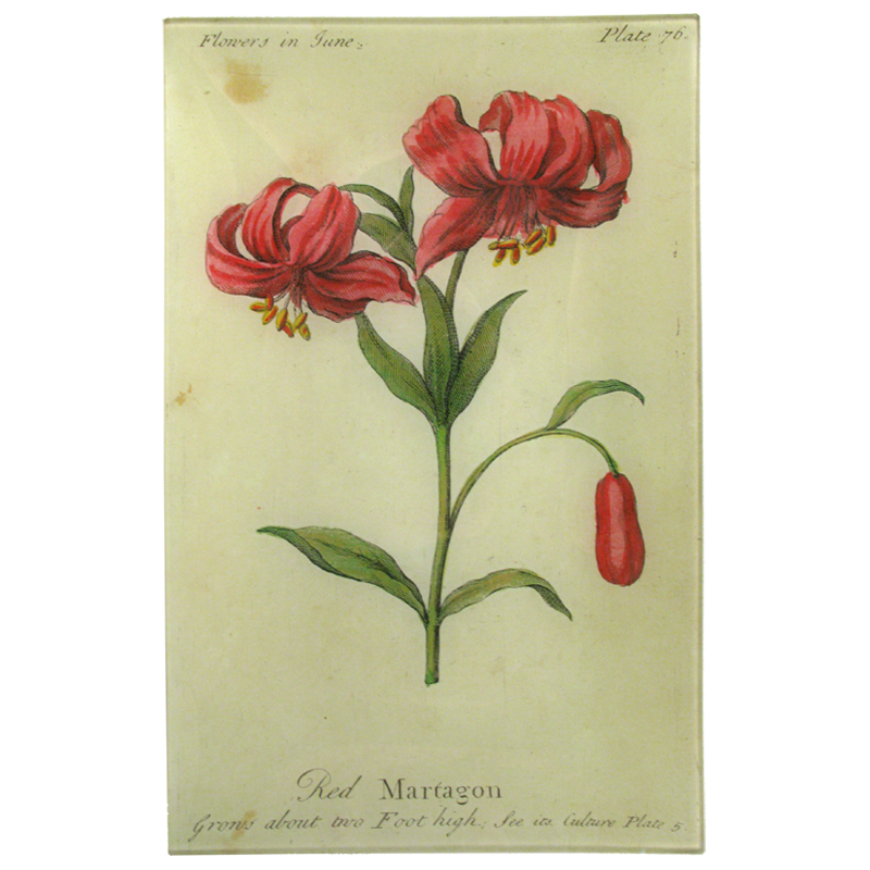 Red Martagon (Floral)